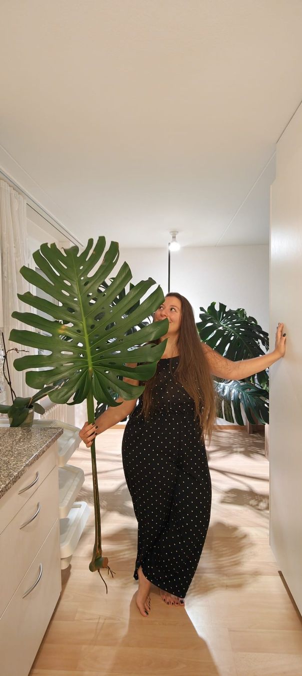 Monstera deliciosa xxl Ableger (Gebraucht) in Kaisten fr CHF 110  nur  Abholung auf Ricardo kaufen
