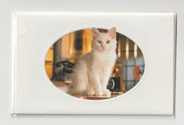 Glückwunschkarte mit Passepartout Katze