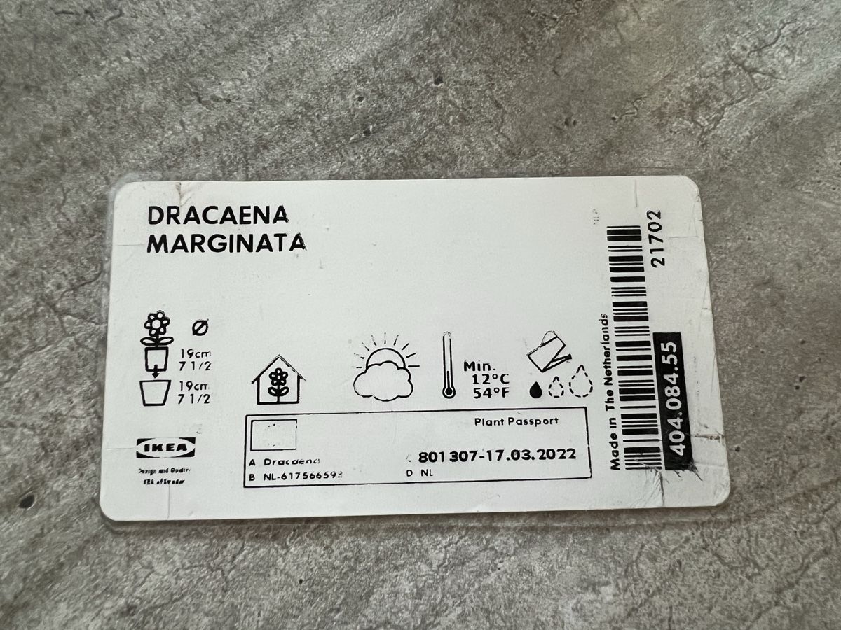 Piante & sementi: Dracaena Marginata Zimmerpflanze – Usato da Stein AG venduto da Anastasia_Asya 1