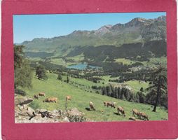 Lenzerheide Valbella Rothorn Kette Kühe