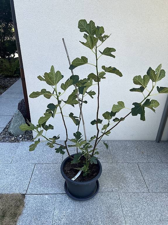 Pflanzen & Samen: Feigenbaum im Kübel – Gebraucht aus Riniken von Rikaner 2