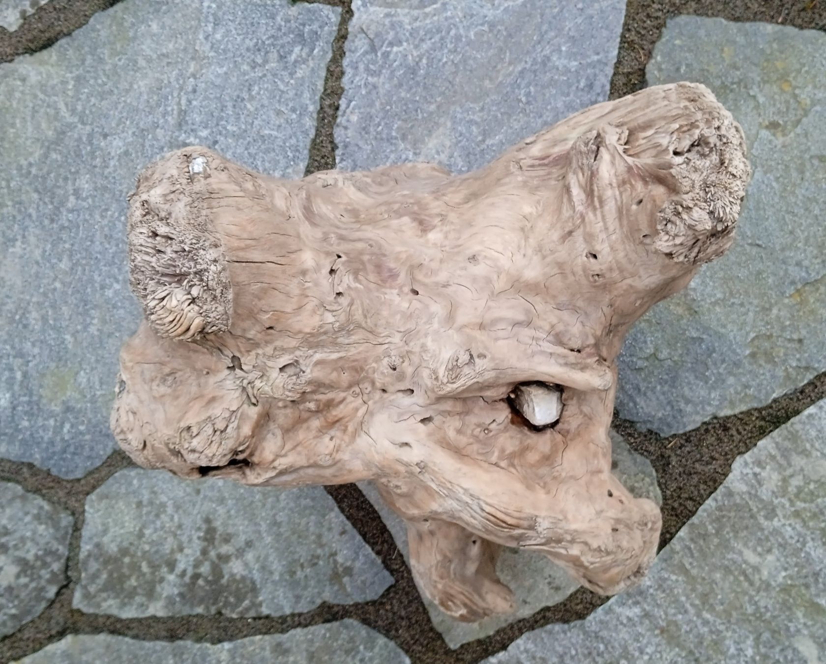 Holzartikel: Wurzel Schwemmholz – Neu und originalverpackt aus Widnau von ForViolin 3