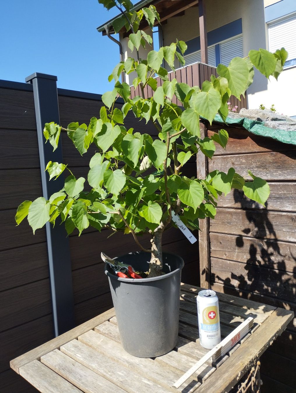 Pflanzen & Samen: Bonsai Rohmaterial Winterlinde #2 – Gebraucht aus Oberwil BL von suaku 4
