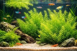 Plantes pour aquarium Najas de Guadeloupe 