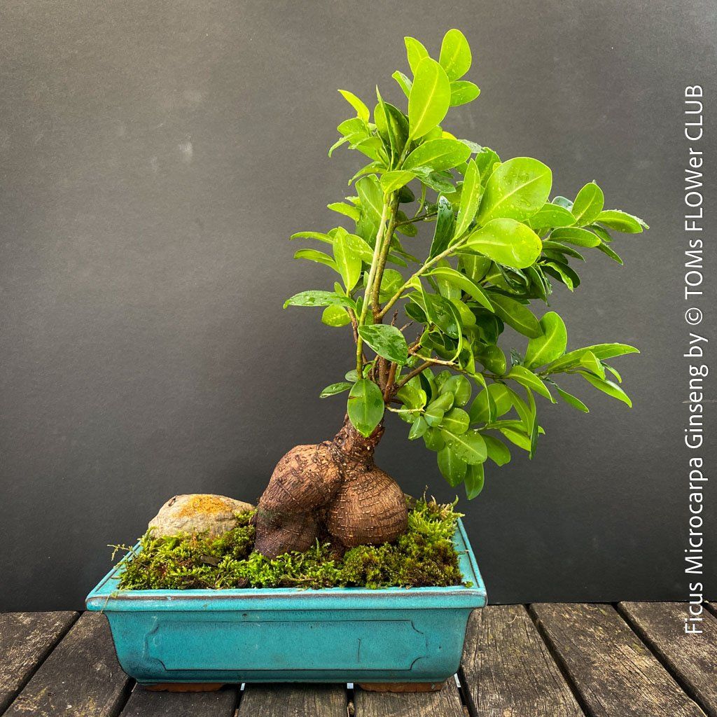 Piante & sementi: Ficus Microcarpa Ginseng - Bonsai-Form – Nuovo e nell'imballaggio originale da Adliswil venduto da astom369 6