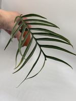 Philodendron Tortum (1-5)