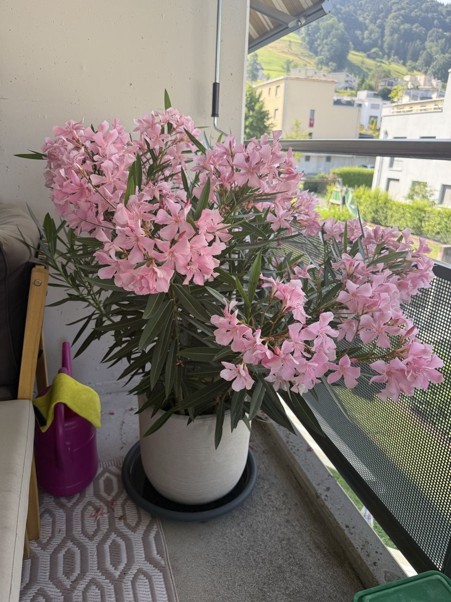 Plantes & graines: Merium Oleander Pflanze – Neuf (Voir description) à Root par Jana_Ma 1