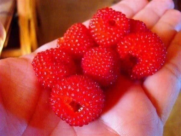 Piante & sementi: Framboisier TROPICAL RARE ! 20g – Nuovo (secondo la descrizione) da Bremblens venduto da FIBONACCI369 1