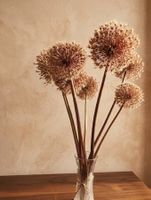 Getrocknete Allium-Kugelblüten – Verschiedene Grössen