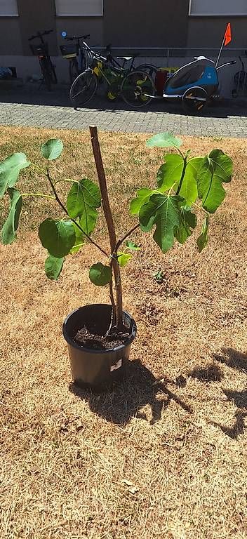 Piante & sementi: Feigenbaum – Usato da Madiswil venduto da Oleander2