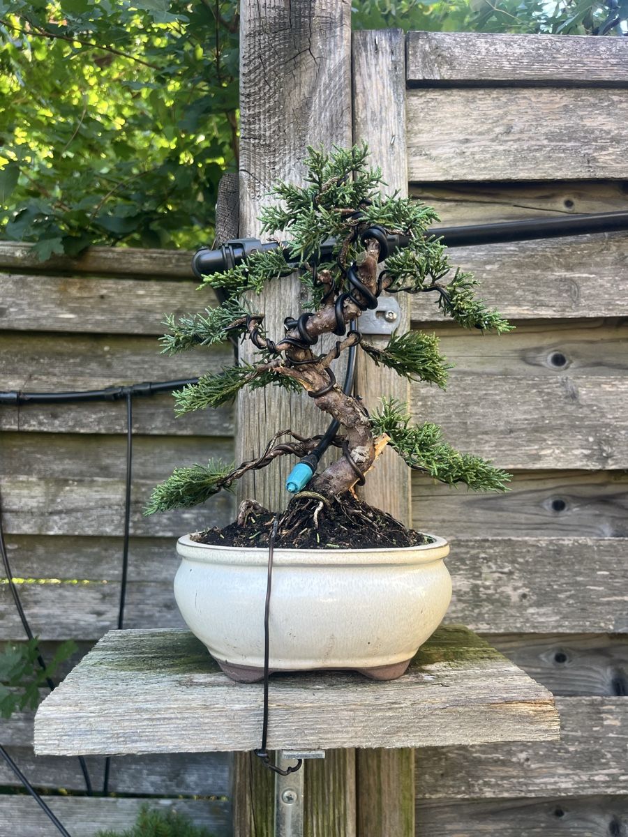 Plantes & graines: Wacholder Bonsai  – Neuf (Voir description) à Hettlingen par BonsaiNaturist.com 4