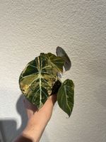 🤩Alocasia Black velvet gold Rizom