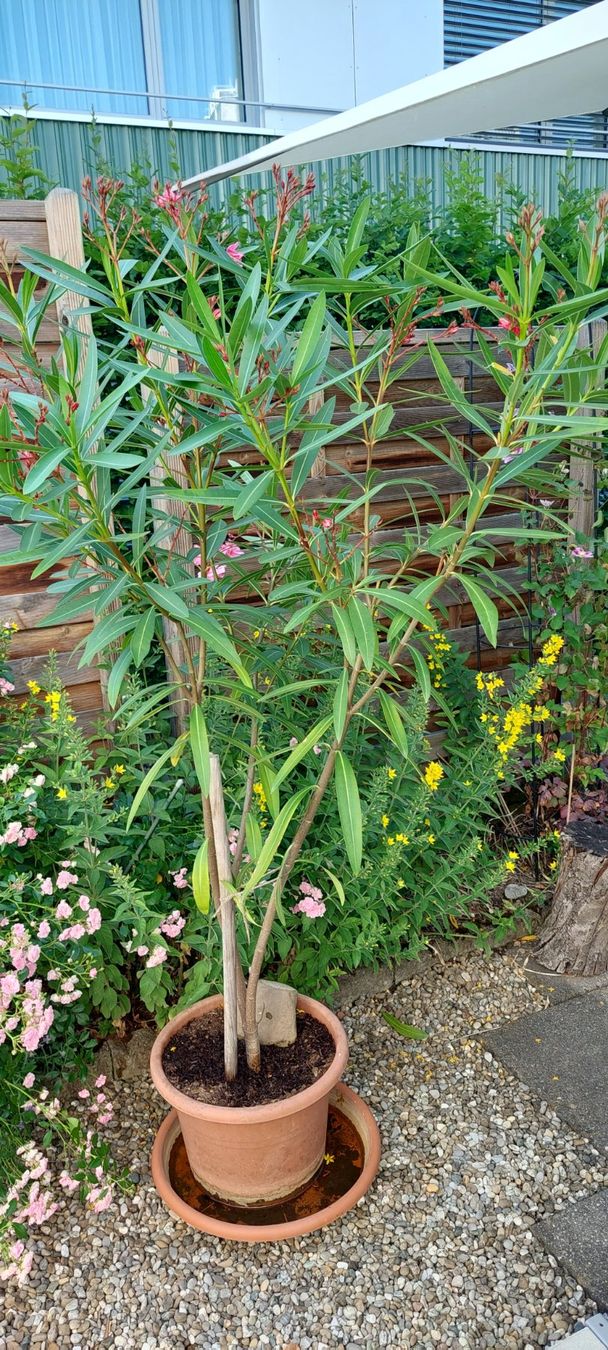 Pflanzen & Samen: Oleander Rosa, Blüten gefüllt – Gebraucht aus Frauenfeld von ma510 3