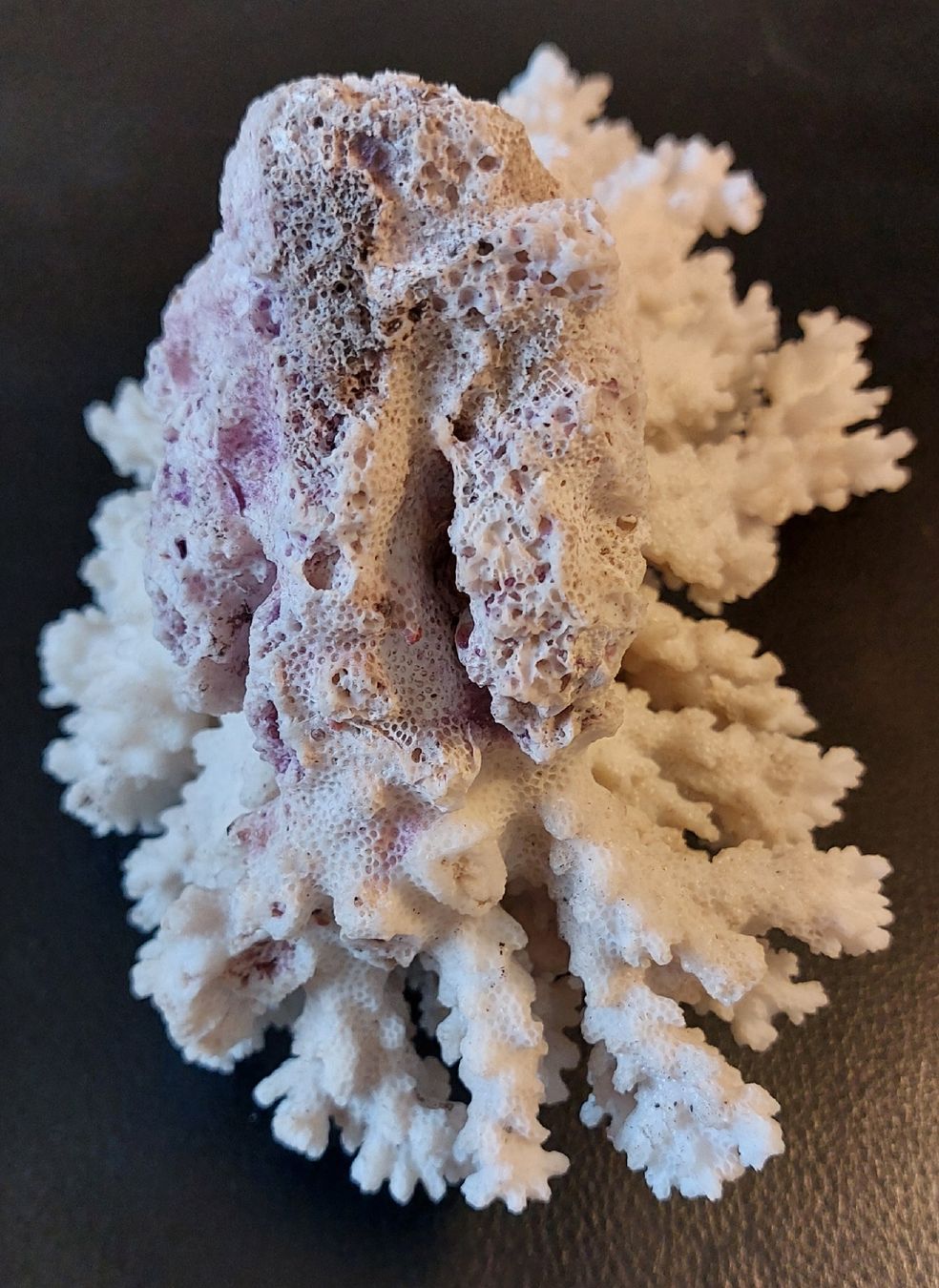 Tutte le decorazioni: Echte, dekorative Koralle. 538g – Usato da Fehraltorf venduto da Albino61 2