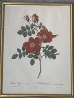 Rosa Eglanteria var. punicea (Pierre Joseph Redouté)