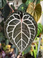Anthurium Michelle (big mother plant)