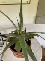 Aloe Vera Pflanze, gross, für drinnen und draussen!