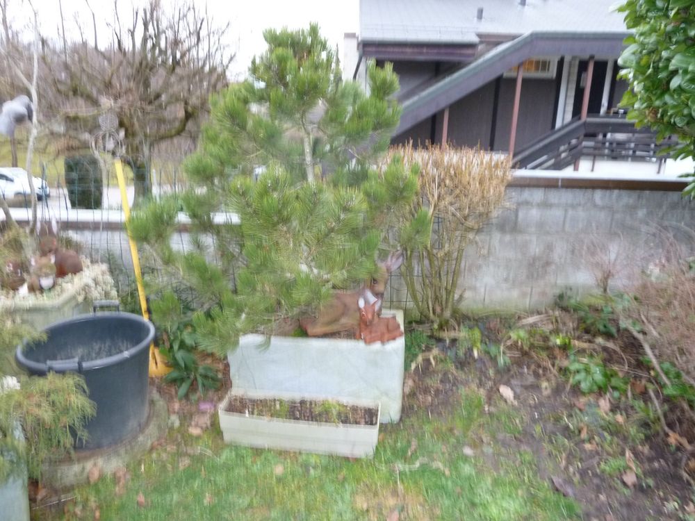 Grünpflanzen für den Garten in Kunststoffkübel Kaufen auf Ricardo