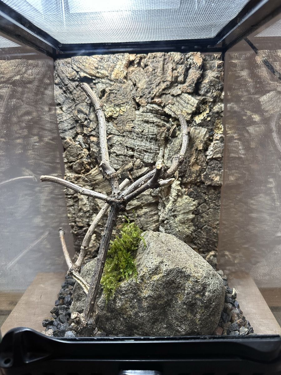 Terrario: Terrarium Exo Terra – Usato da Russikon venduto da vwbuss87 2