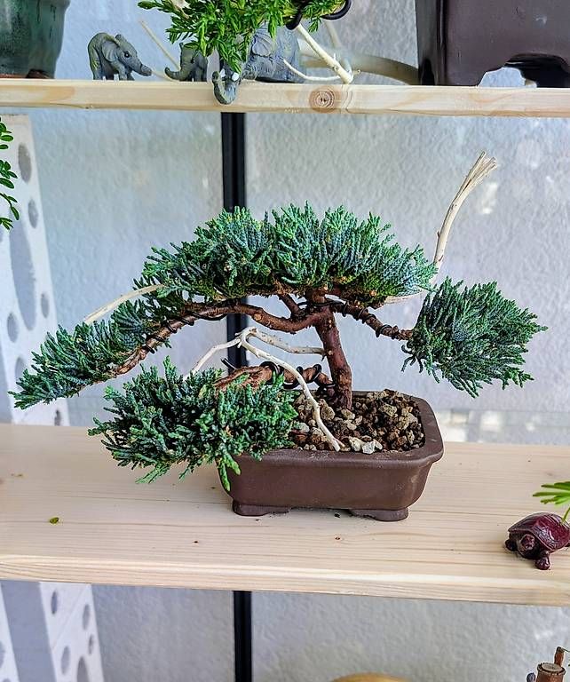 Piante & sementi: Bonsaï Juniperus chinensis  – Usato da Givisiez venduto da phi_g8ff