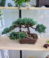 Bonsaï Juniperus chinensis 