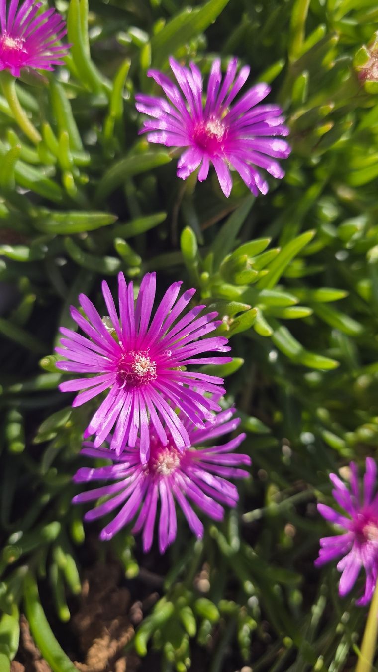Piante & sementi: Delosperma cooperi Pink; winterhart – Nuovo (secondo la descrizione) da Zürich venduto da The_Plant_Wizard 4