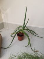 Zimmerpflanze Pflanze drinnen Aloe Vera