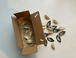 Kleine antike Muschelgriffe Möbelgriffe Möbelzubehör