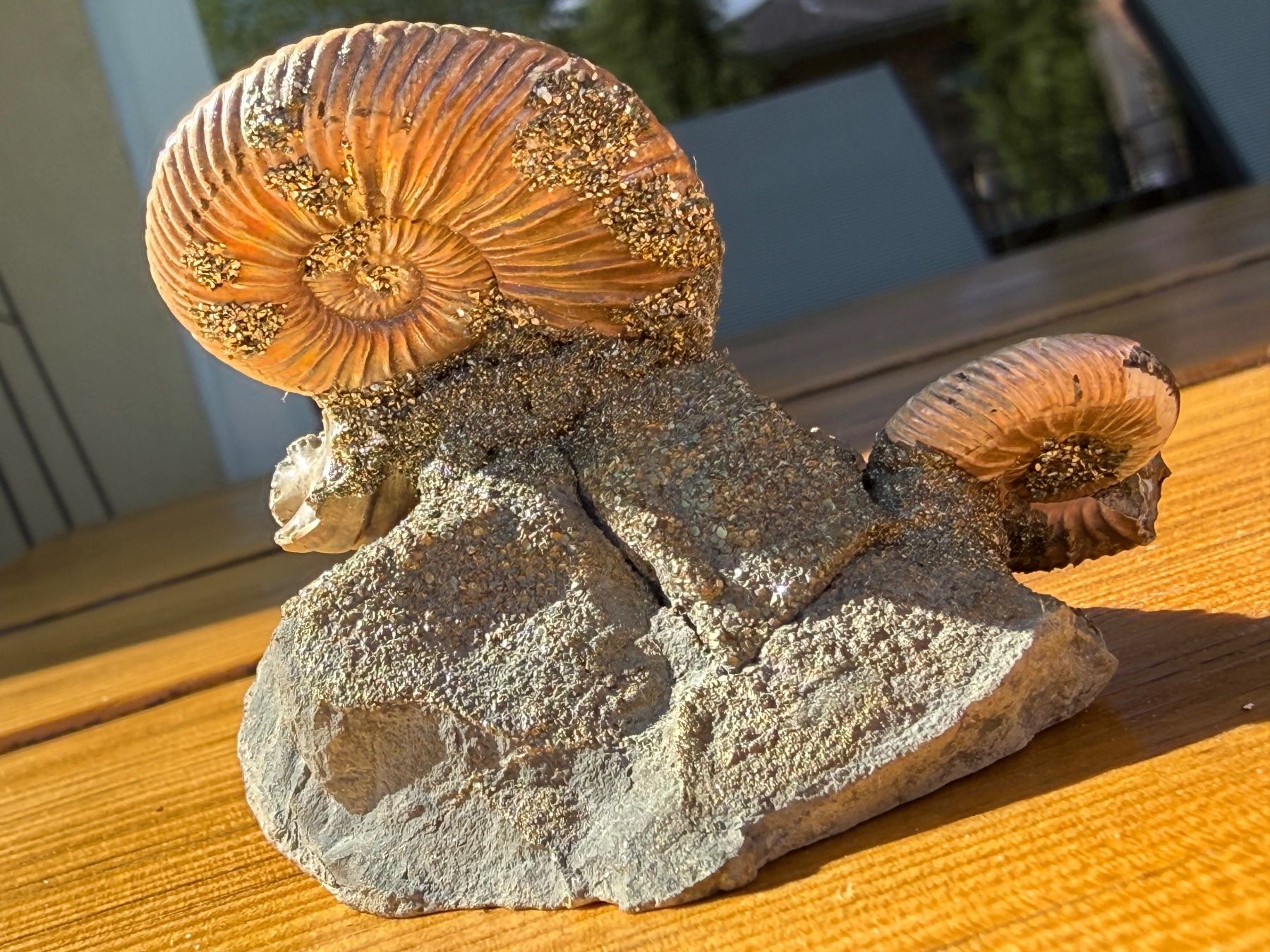 Fossili: Atemberaubende schillernde Ammoniten auf Matrix – Usato da Au SG venduto da Houseofkeichousaurus 6
