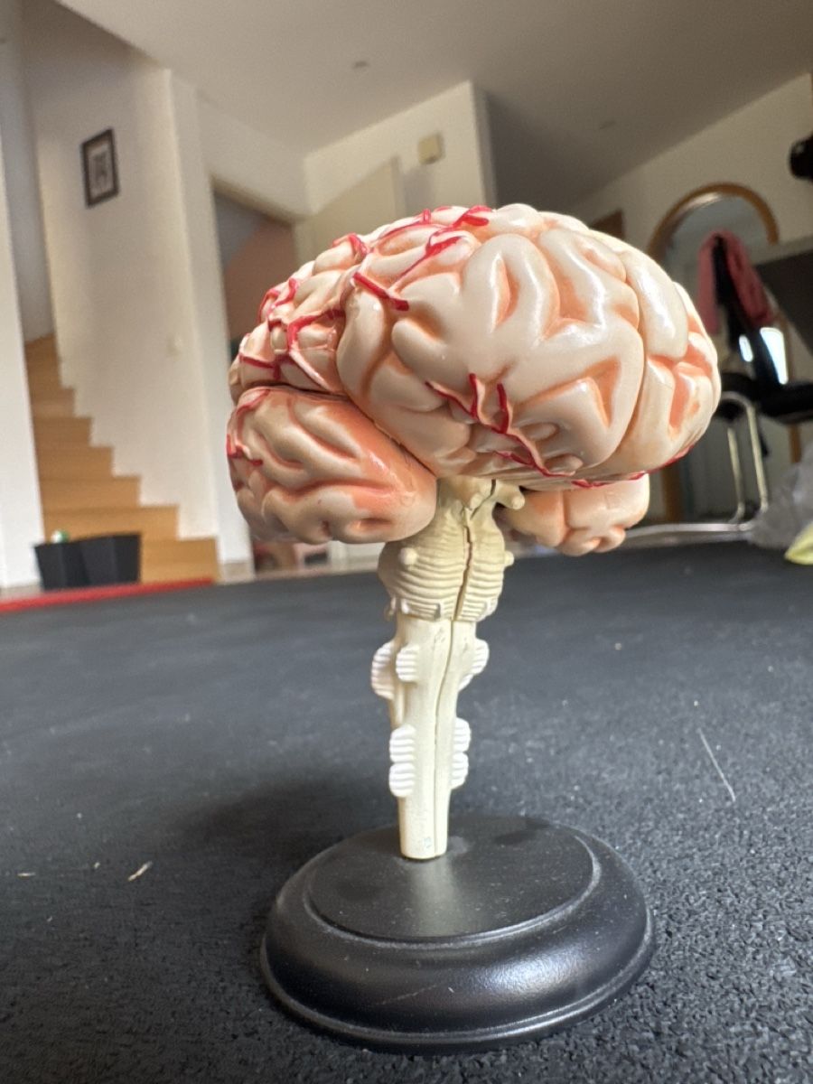 Modellbausätze & Standmodelle: Modèle cerveau anatomique pour démonstration, pièce manquant – Gebraucht aus Pâquier-Montbarry von ada_w658