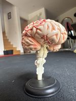 Modèle cerveau anatomique pour démonstration, pièce manquant