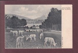 GENEVE - Ariana - Parc aux biches