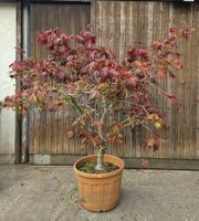 Japanischer Fächerahorn – Acer palmatum – ca. 240 cm