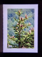 MIGROS MANIA Nature Detectives Nr. 29