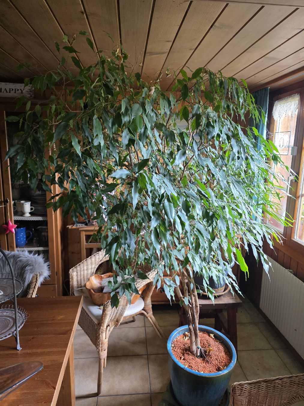 Piante & sementi: Ficus Benjamin   – Usato da Heimiswil venduto da dalmimo