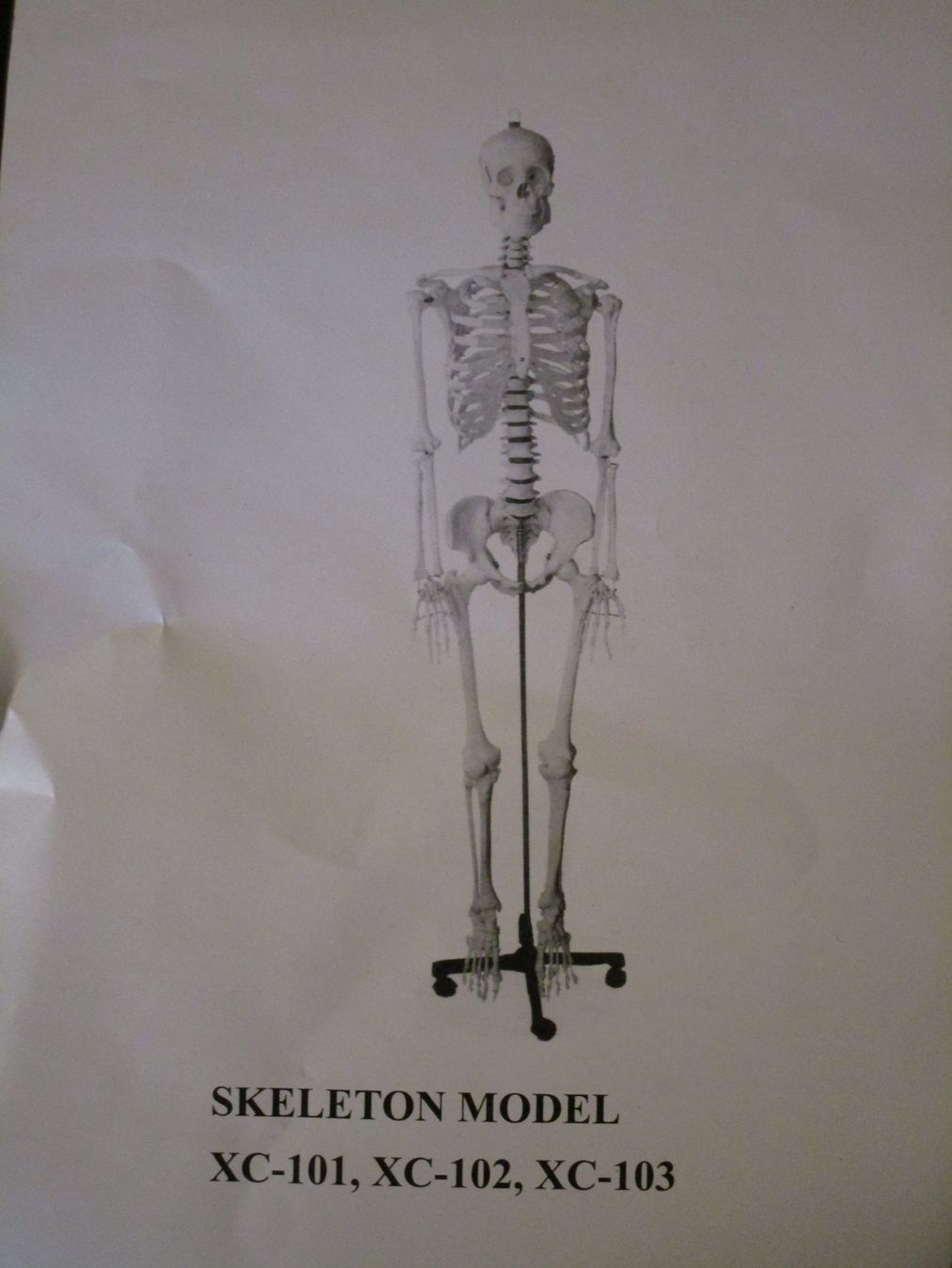 Kit di modellismo & Modellini statici: Skelett  Anatomiemodell  Physio, Deko  NEU – Nuovo e nell'imballaggio originale da Ermatingen venduto da Kobold007 1