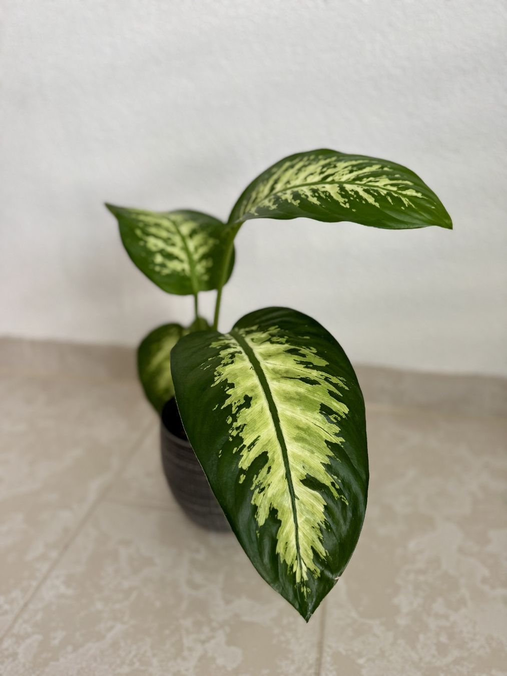 Piante & sementi: Dieffenbachia – Nuovo (secondo la descrizione) da Bülach venduto da Bloom_Witch