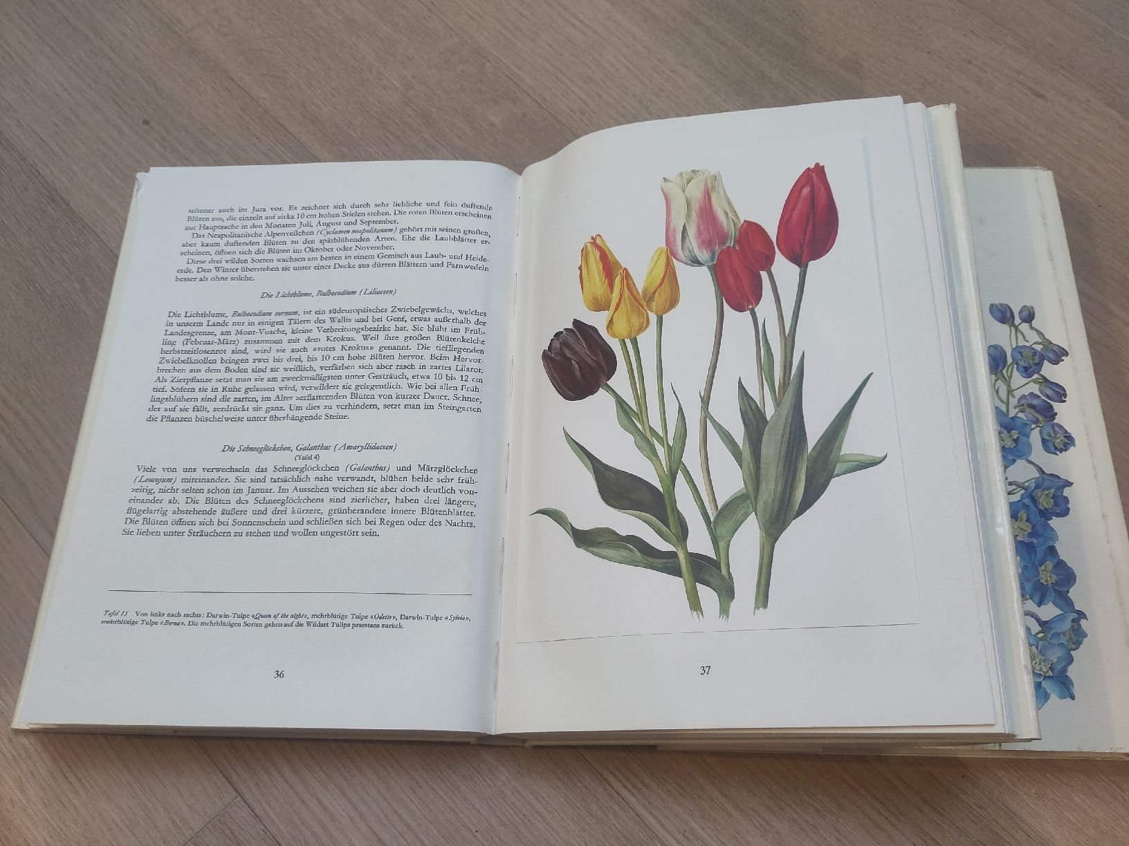 Livres: Zwei antike Bücher "Wunderwelt der Garten, schön illustriert – D'occasion à Zürich par her_yqt7 4