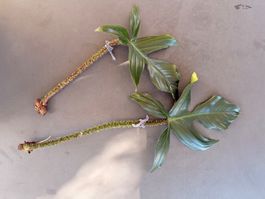 Philodendron Squamiferum 3/3