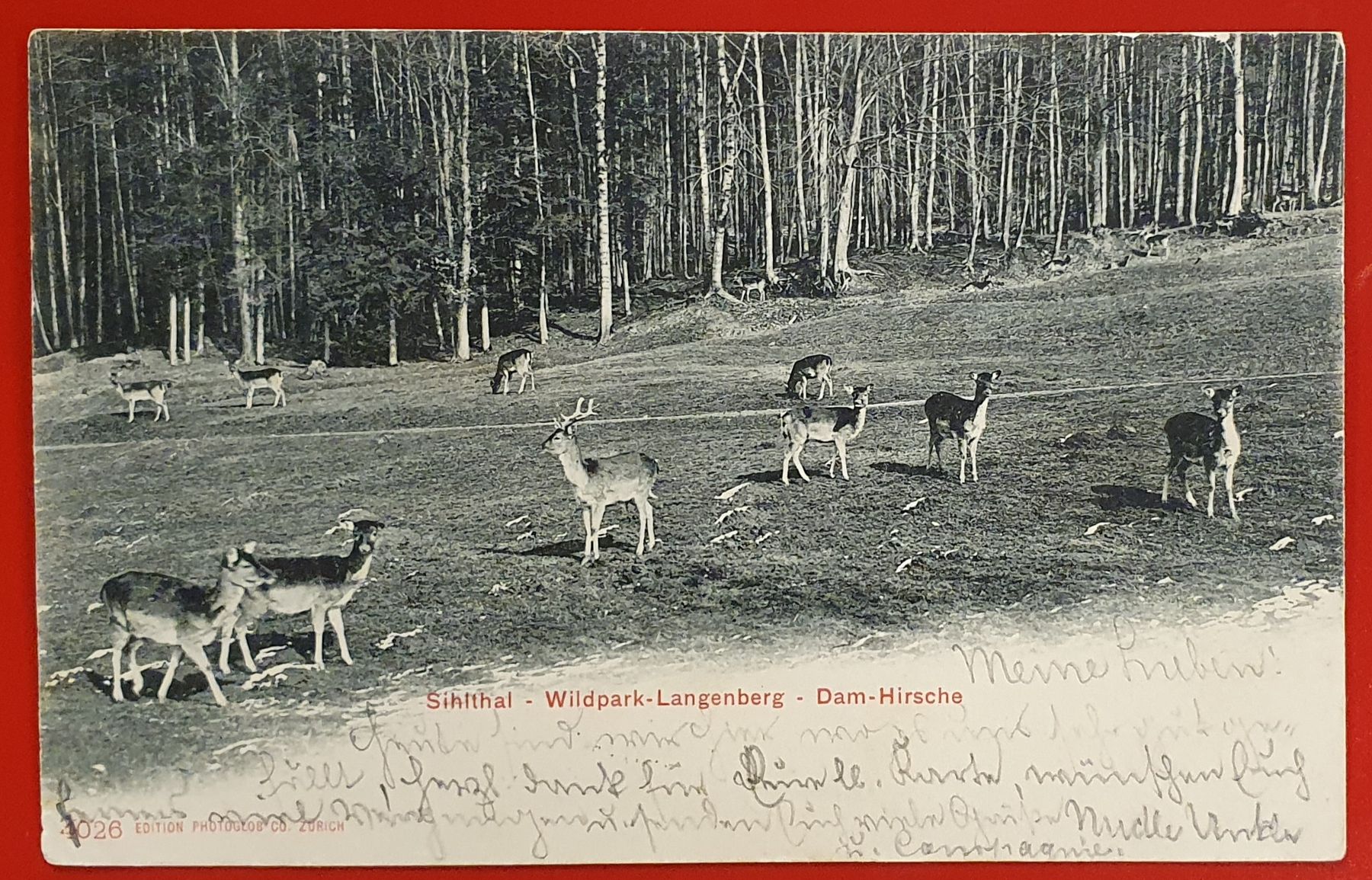 Cartoline postali: Wildpark Langenberg Sihltal Zürich 1904 – Usato da Kreuzlingen venduto da Rschweiz1