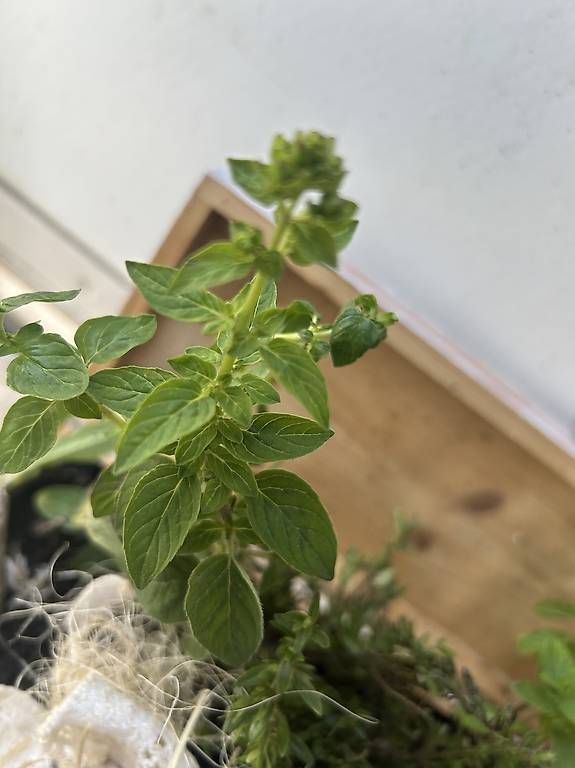 Vasi per fiori: Kräuterkistli – Usato da Frauenfeld venduto da Irene.Schuppli 3