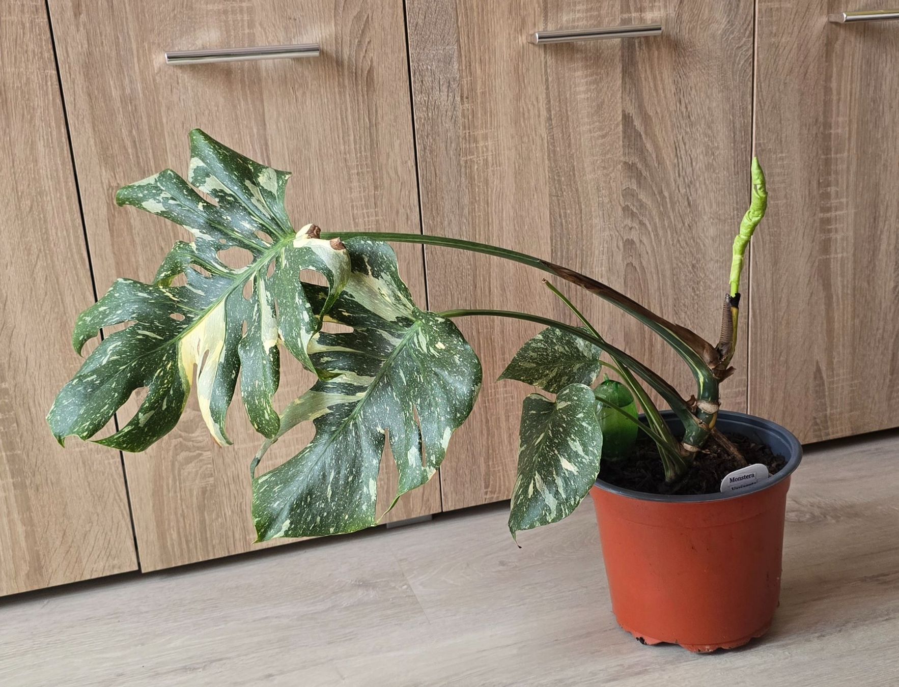 Plantes & graines: Monstera  Variegata Pflanze – D'occasion à Aarburg par Glitzerschein