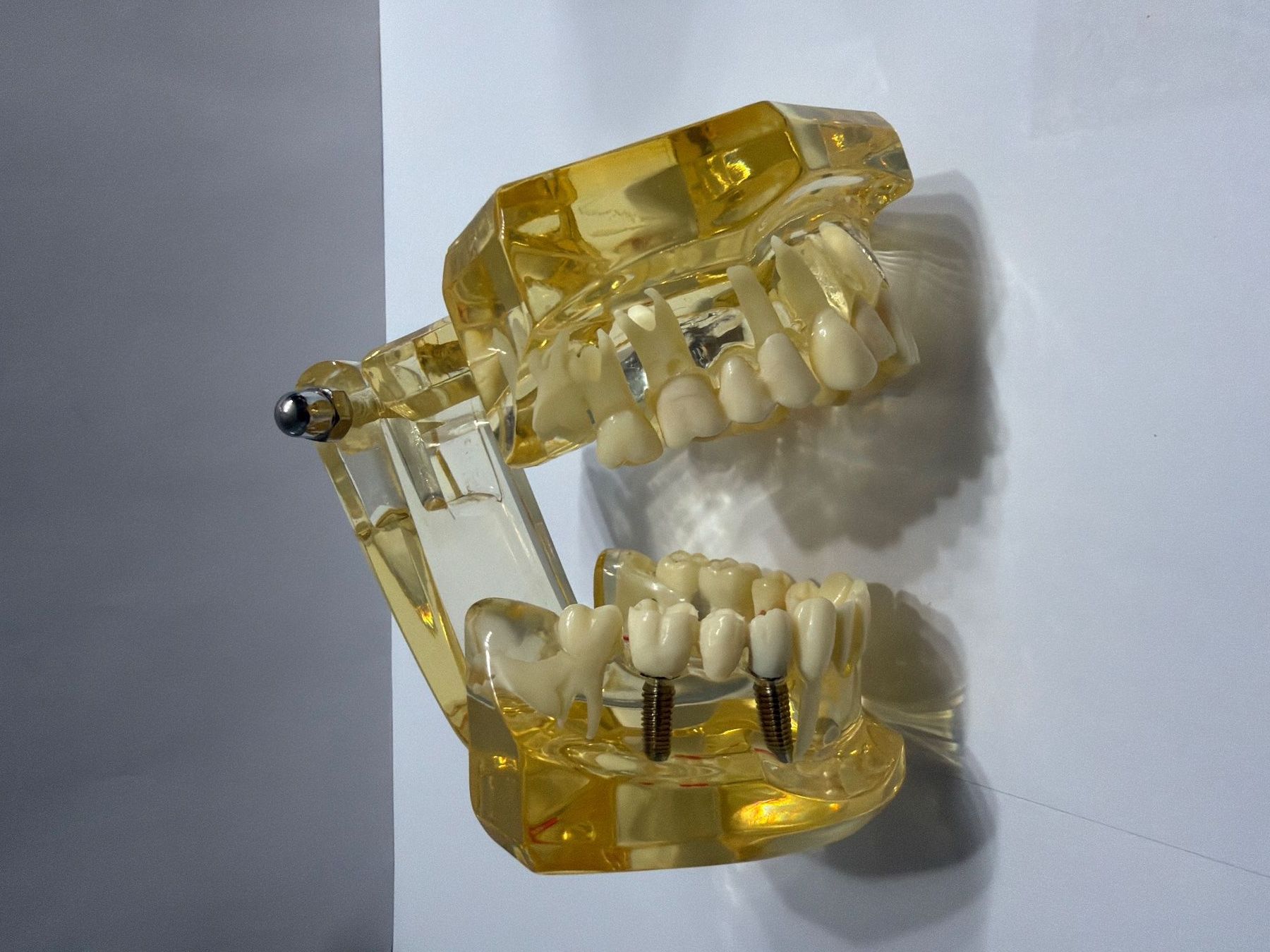 Soins dentaires: KKD Studien Modell REF 9445 Zahnmodel – Neuf avec emballage d'origine à Uster par oranger_pulli 3