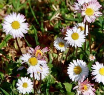 Pflanzen & Samen: Ab 12.- fr 50 SAMEN Wildes Gänseblümchen‪ – Neu und originalverpackt aus Rovio von POSITIFFARTandPLANTS 7