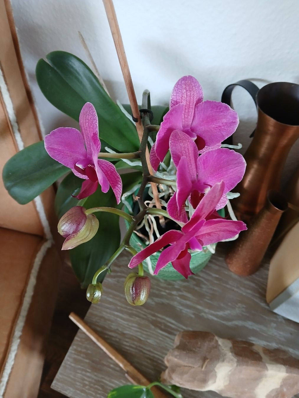 Piante & sementi: Vibrant Orchid in Green Pot - Spring Bloom Ready! – Usato da Dübendorf venduto da LoRi-2026 1