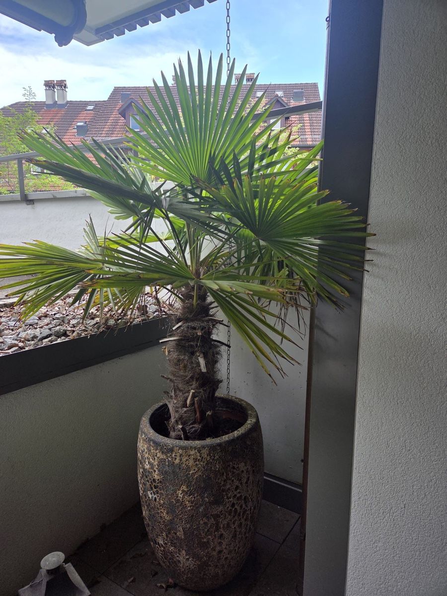 Pflanzen & Samen: Palme+Topf – Gebraucht aus Wald ZH von rob_5zrj