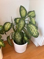 Grosse Pflanze mit Topf (Dieffenbachie, 90 cm)
