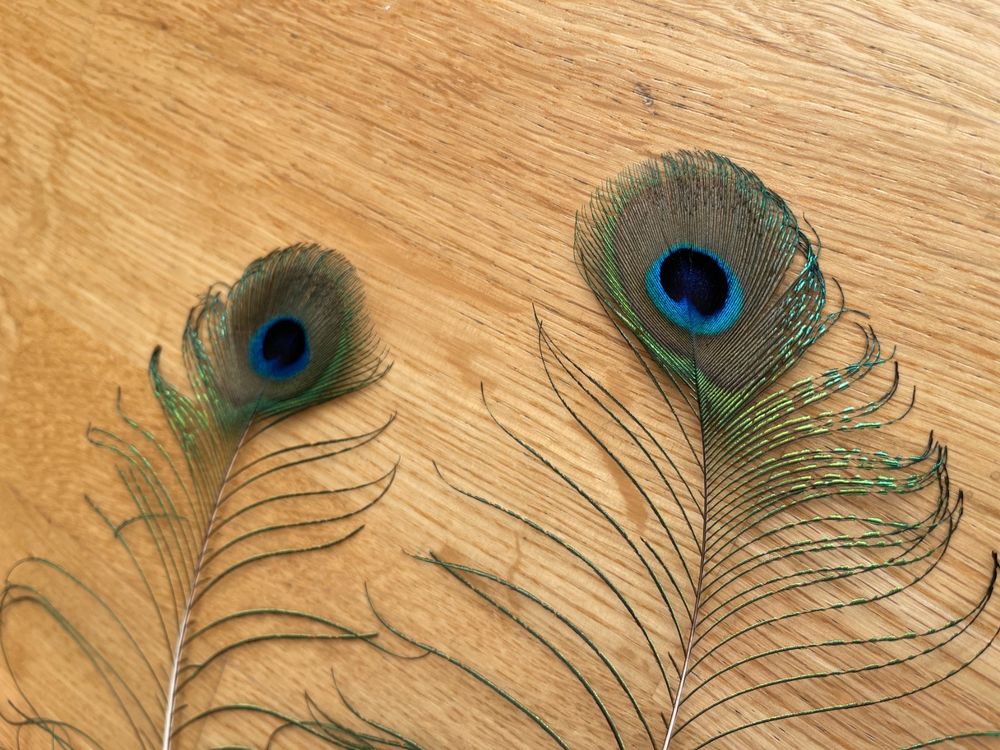 Darryy Pfauenfedern 20 Stück - Natürliche Federn Zum Basteln Und Dekorieren