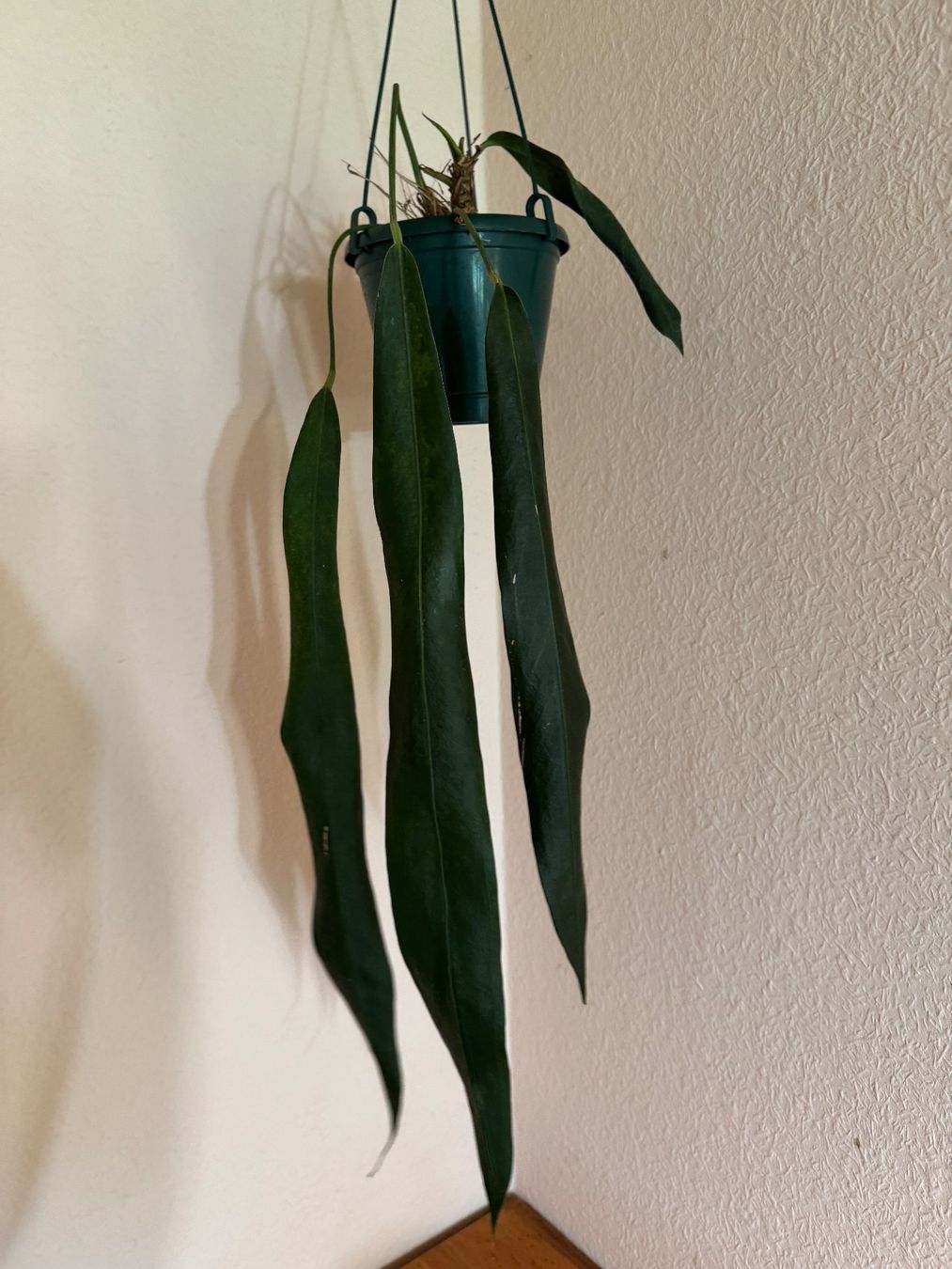 Pflanzen & Samen: Anthurium vittarifolium – Gebraucht aus Männedorf von mrclst