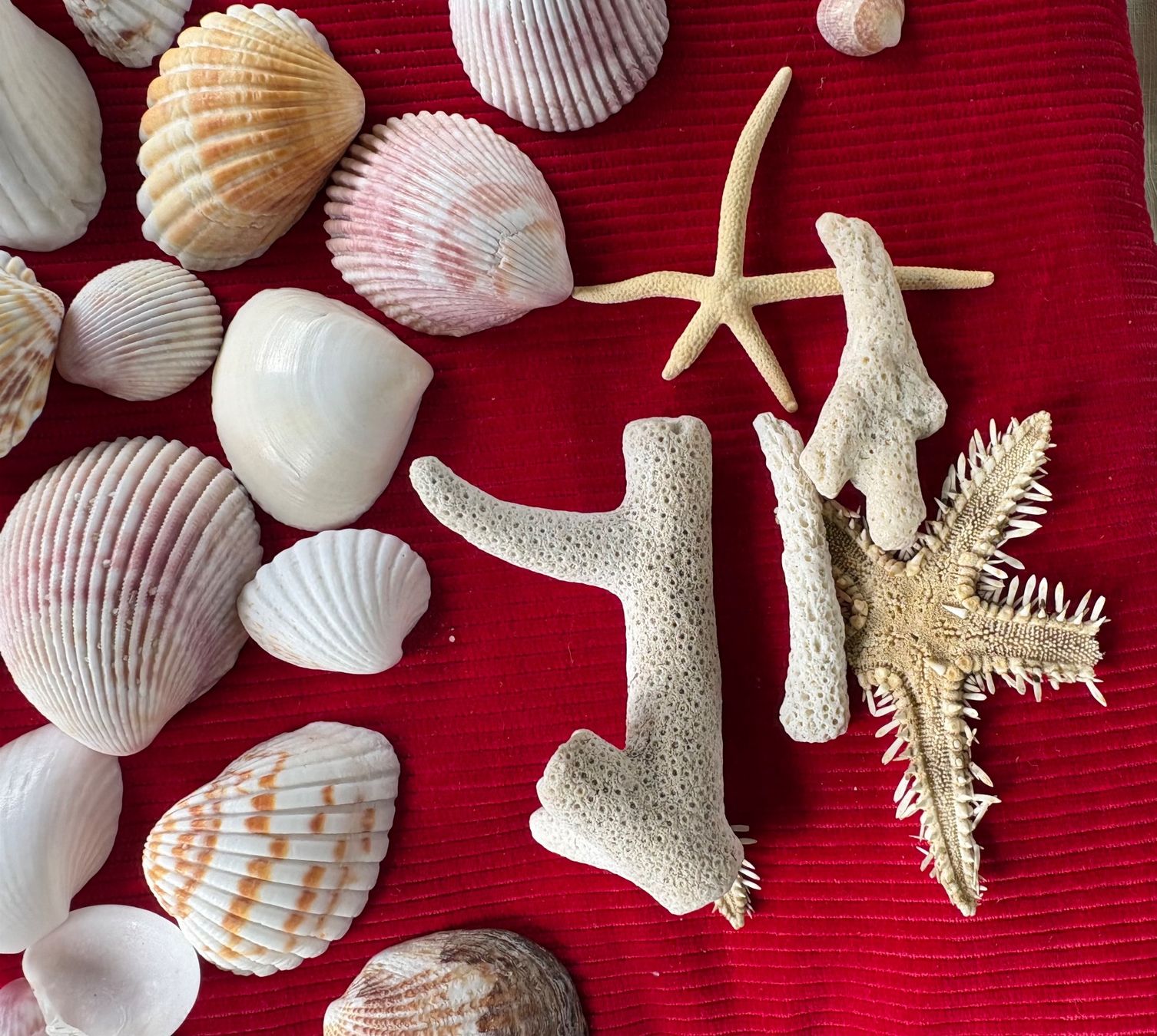 Fossili: Ensemble de divers coquillages et éléments marins, décoratif – Usato da Crans  Montana venduto da proff 5